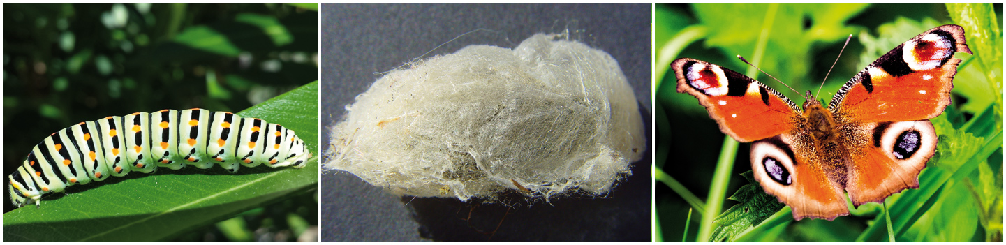 HomeTeaserFuerungManagment